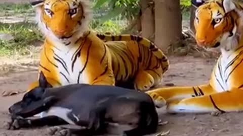 Funny Tiger Prank