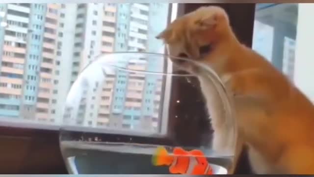 Super Cute Animals Cute cats and Funny dogs videos compilation😻2022