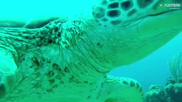 Curious sea turtle nibbles and investigates scuba diver's camera