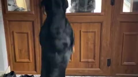 Excited black dog jumps high when she sees her nanny