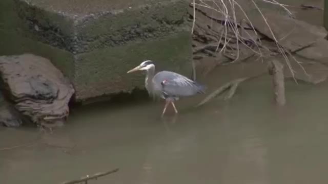 Great Blue Heron Nabs Fish in Water