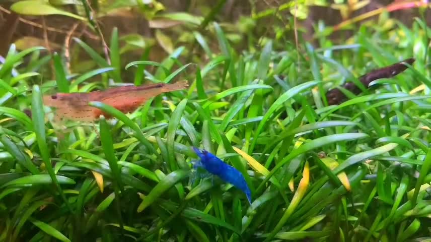 What Is It Like To Have A Aquarium At Home Pt03