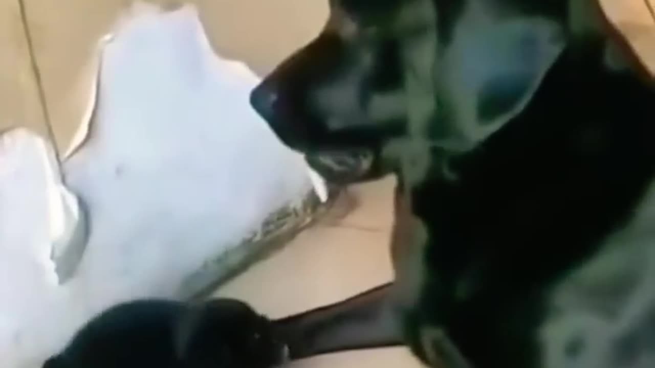Funny video funny 😂😂😂😂🤣🤣🤣🤣🤣🤣