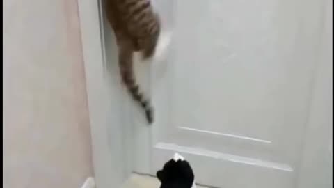 Funny video cat & dog 🐶🤣😂🤣😂