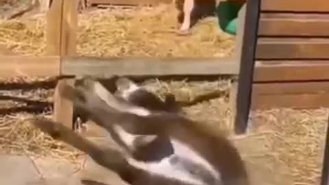 What a Jackass🤬 #shorts Funny Animals Video #funny #animals #comedy