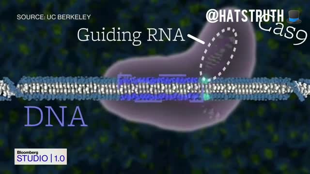 CRISPR-CAS9 DNA Editing