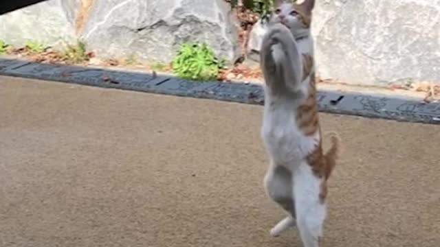 Playing with cats (slow motion)