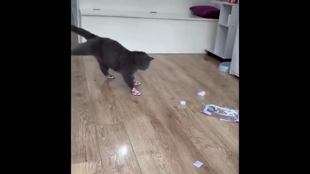 Best Funny Animals Video 2022 - Newest Cats😹 and Dogs🐶 Videos of