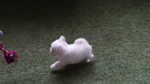 White Tiny cute puppy furry