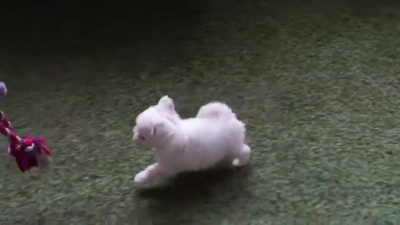 White Tiny cute puppy furry