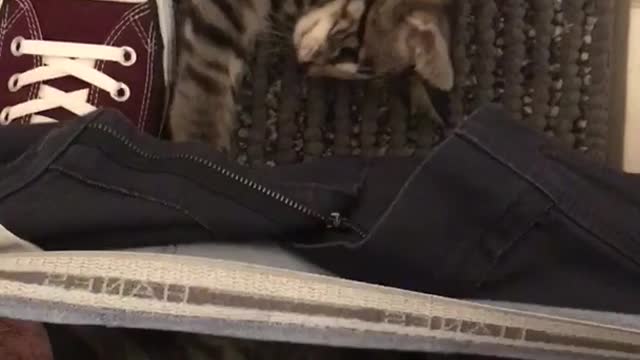 Cat inside owners pants while they are using the restroom