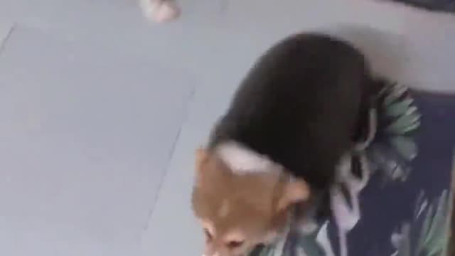 Do short legs get tired after two steps