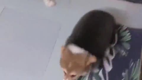 Do short legs get tired after two steps