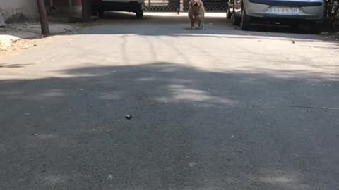 Golden retriever running outside in slomo