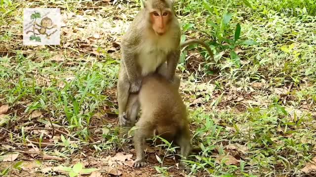 Monkey making their mating