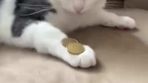 Cat with game