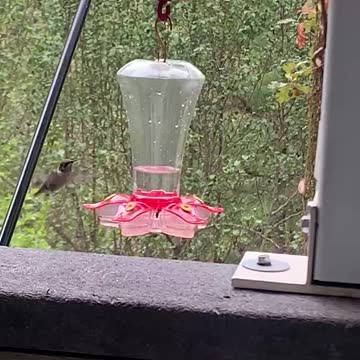 Walking stick walks past hummingbird