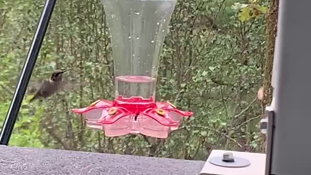 Walking stick walks past hummingbird