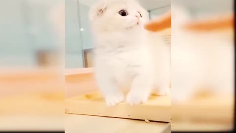 Very Very Lovely and Beautiful Kitten Video🥰🥰🥰🥰😍😍