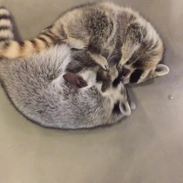 Raccoon siblings engage in incredibly adorable wrestling match