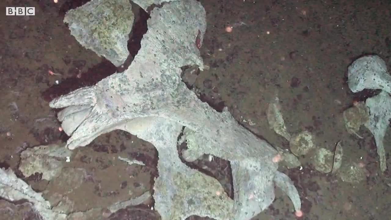 The Astronaut of the Deep Blue Sea | Game Changers | BBC Earth