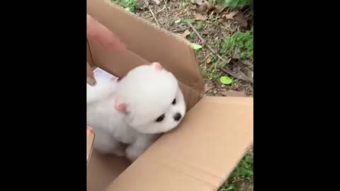 Funniest Animals - Best Of The 2021 Funny Animal Videos #76
