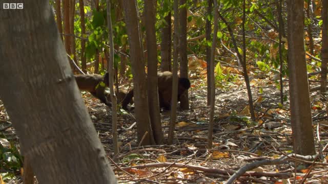 Why are These Capuchin's Inhaling Dust? | Wild Brazil | BBC Earth