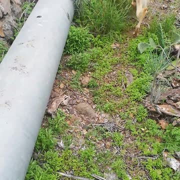 Hond in watertank op La Palma