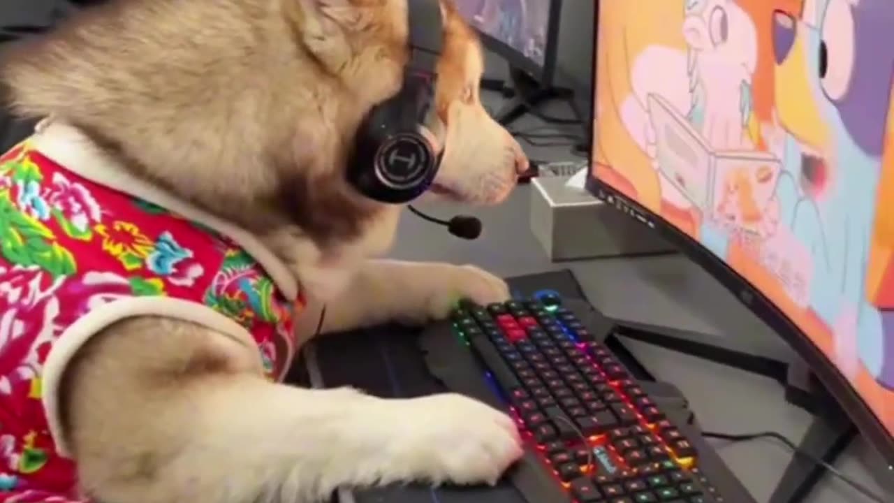 The end 😂😂😂 #funny #viral #pets #shorts #petscuddles