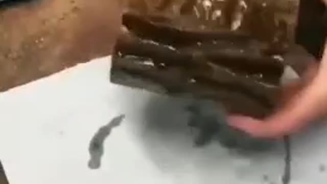 Tree cup - Do it yourself