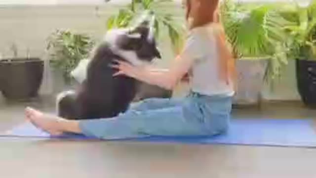 Cute Dog Exercise With A Beautiful Girl