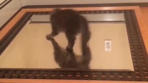 Cat Vs Mirror