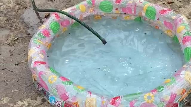 Puppy Wants Pool All to Itself