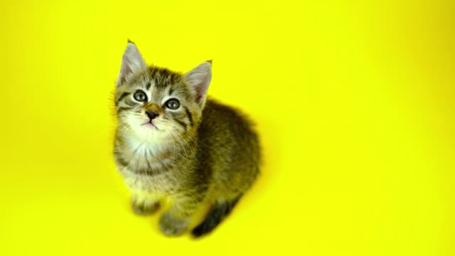 Cute Cats Moments