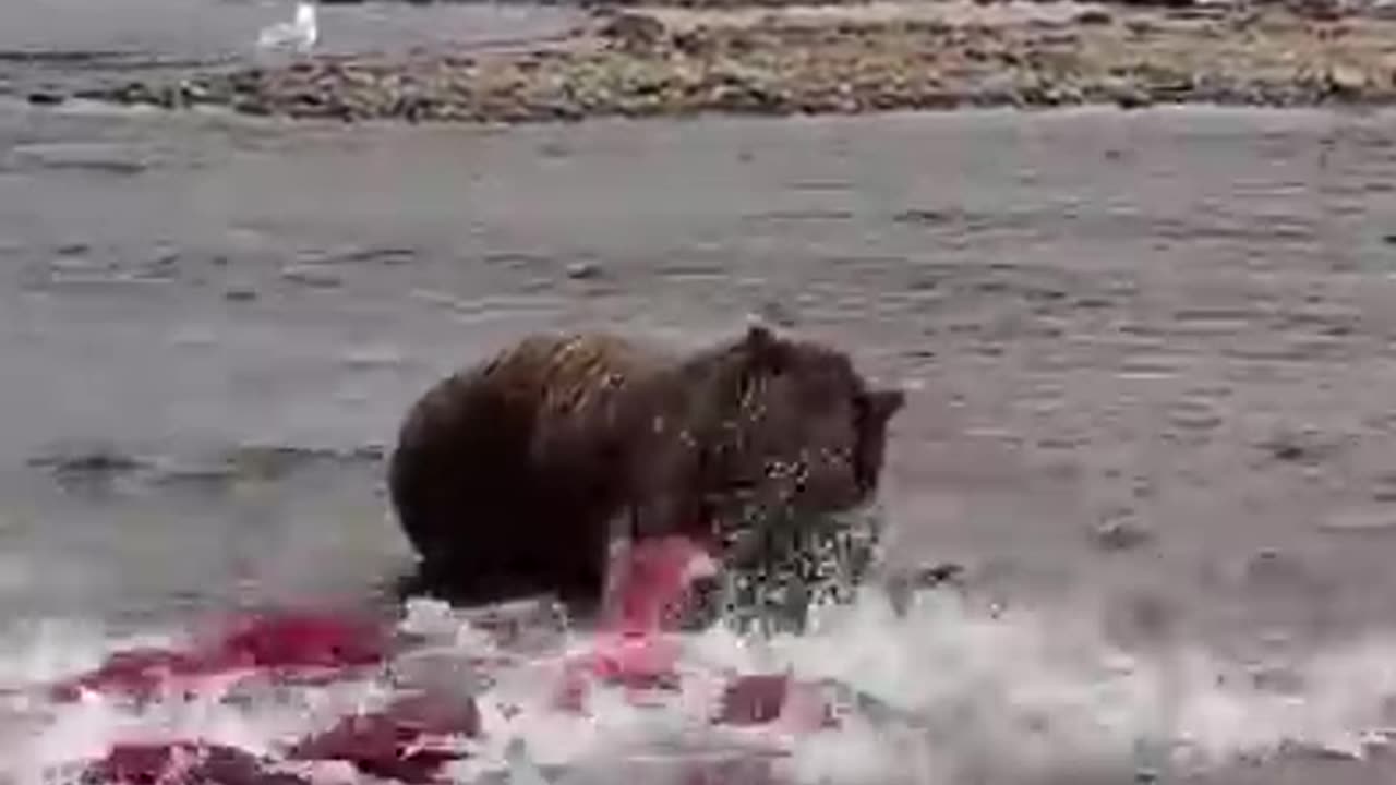 Bear rushing to catch for migration party____