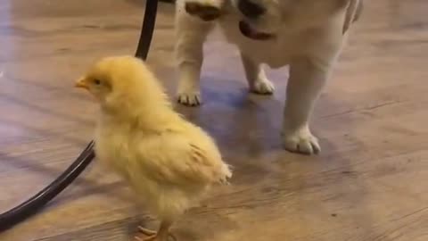Chicken wing song