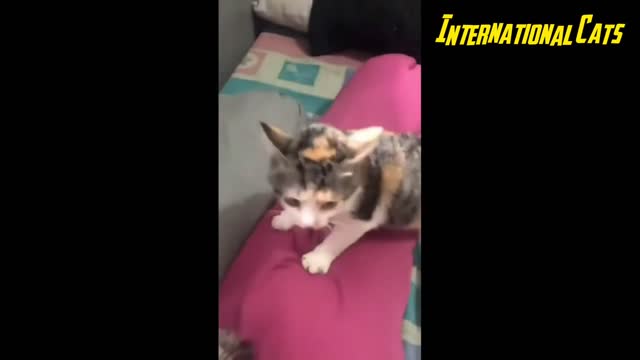 Cat Videos Compilation - Dont Try Not To Laugh 😂🤣 - Wow Funny Animals