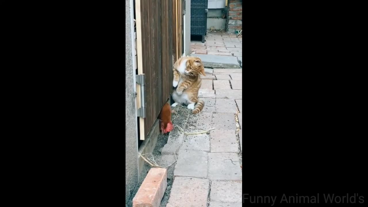 funny animal videos | cat and dog videos try not to laugh