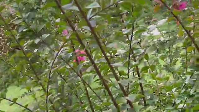 There are many pink flowers on the tree