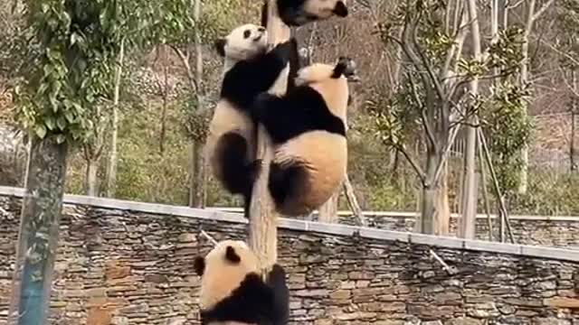 PANDA LOVE