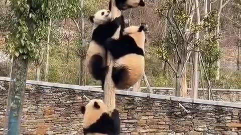 PANDA LOVE