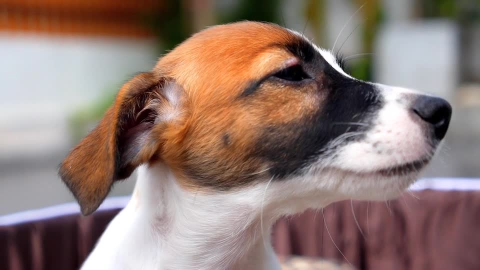 cute dog