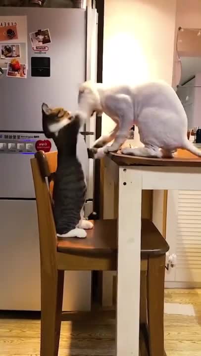 FUNNY ANIMALS VIDEOS TRY NOT TO LAUGH
