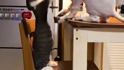 FUNNY ANIMALS VIDEOS TRY NOT TO LAUGH