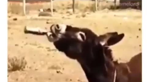 After drinking wine, a donkey | Funny video | Viral video