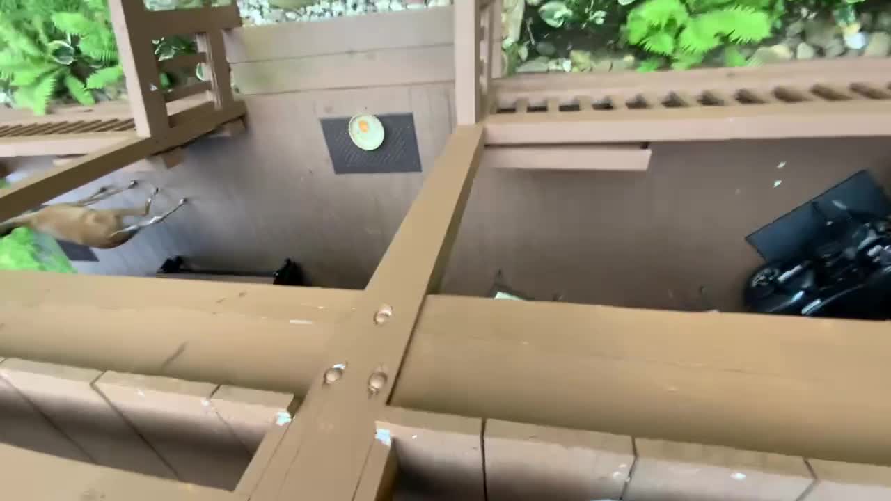 7/19/22 Deer, fawn, and hummingbird NW NC at The Treehouse 🌳 Lady and Scamp 🌳 Appalachia