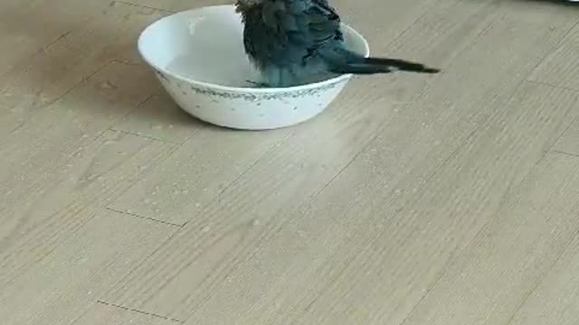 bird-I like a bath..