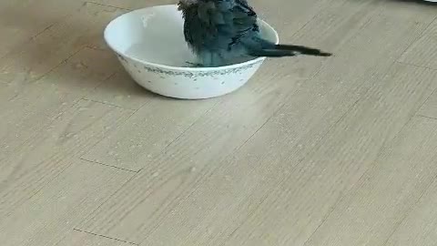 bird-I like a bath..