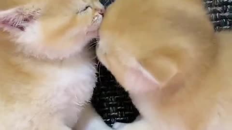 Funny Cats In love