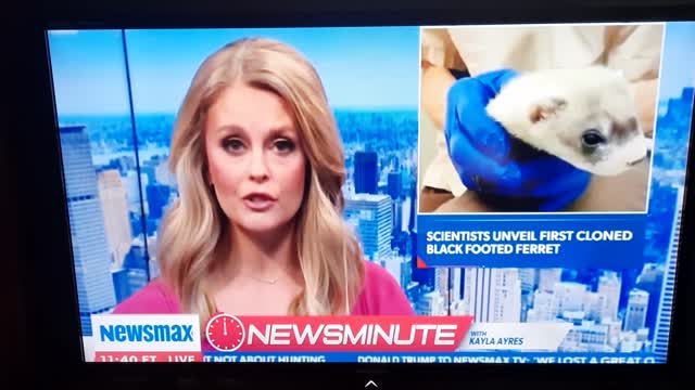 Cloning Ferrets